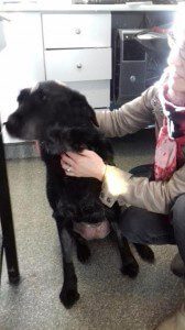 Bonnie - November Pet Of The Month