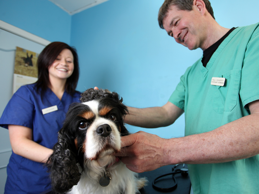 Animal Hospital